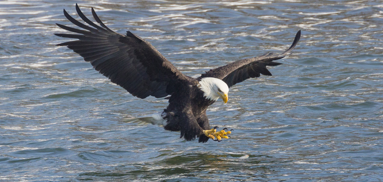 An eagle is fishing in river